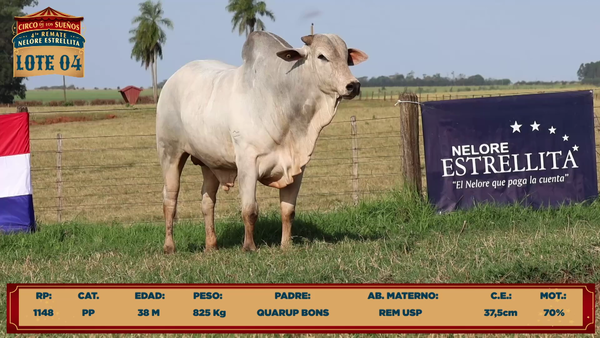 Lote LOTE 4
