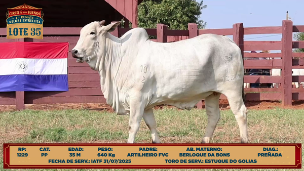Lote LOTE 35