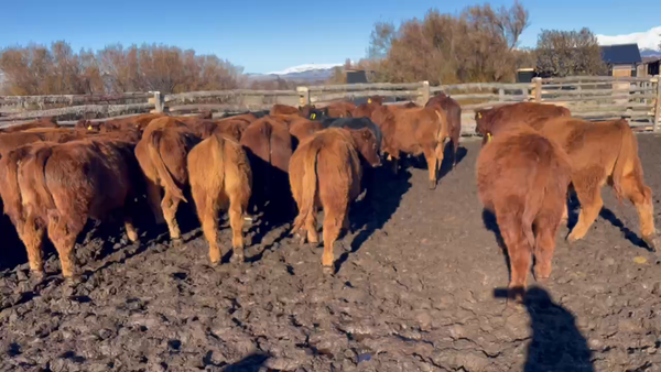 Lote 48 Ternero en XI Región Aysén, Coyhaique