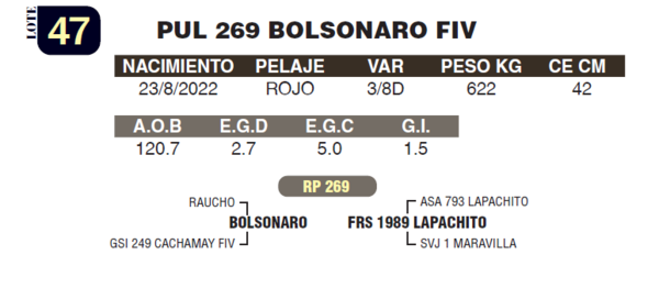 Lote LOTE 47