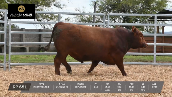 Lote TOROS