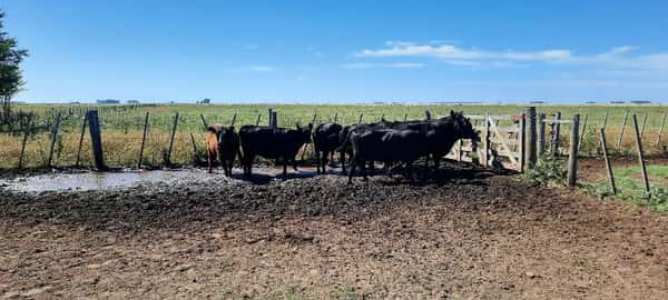 Lote 7 Vacas nuevas en Gral. Lamadrid, Buenos Aires