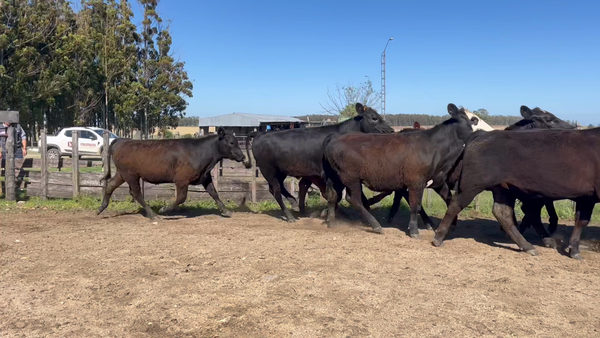 Lote NOVILLOS 1 a 2 AÑOS