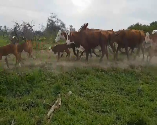 Lote 28 Vacas medio uso en Esquina, Corrientes