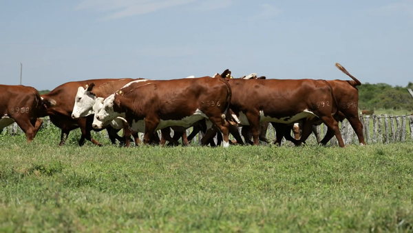 ClicRural - Vaca Preñada
