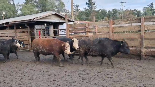 Lote 20 Vaquilla Gorda en Los Ángeles, VIII Región Biobío