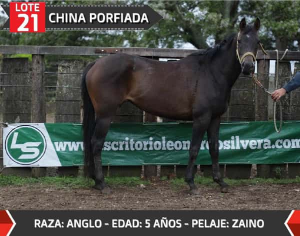 Lote CHINA PORFIADA