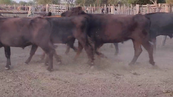Lote 86 Novillos en Villaguay, Entre Ríos