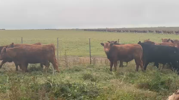 Lote 50 Novillitos en Buenos Aires, Tres Arroyos