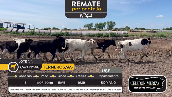 Lote 48 Terneros y Terneras en Agraciada, Soriano