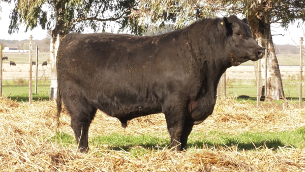 Lote TOROS PUROS POR CRUZA