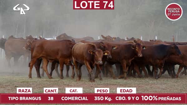 Lote Reproductores de Alborada - Lote 74