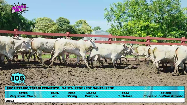 Lote LOTE 106