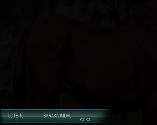 Lote BARAKA IMDAL
