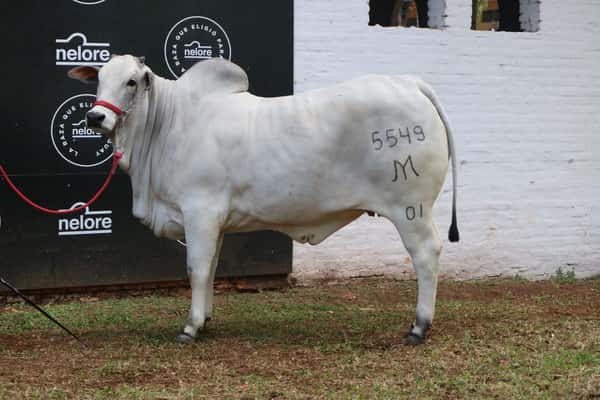 Lote Nelore a Bozal Expo Internacional 2022 RP 5549- Lote 7
