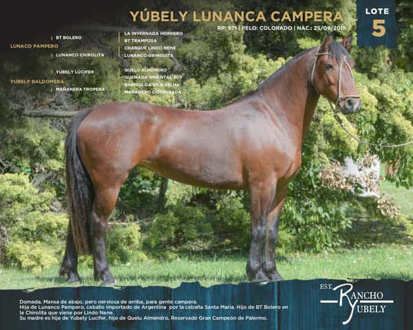 Lote Yubely Lunanca Campera