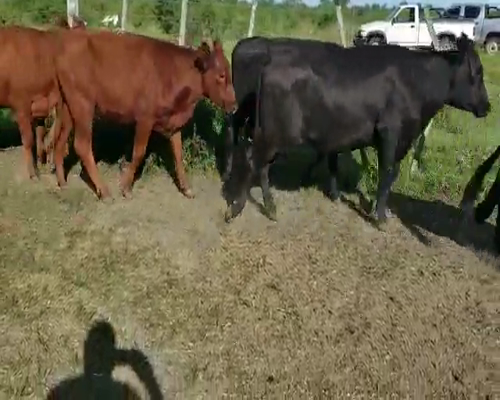 Lote 43 Vaquillonas en Villaguay, Entre Ríos