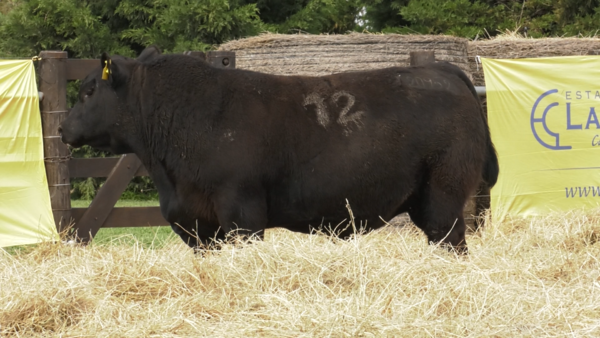 Lote TOROS ANGUS PURO CONTROLADO