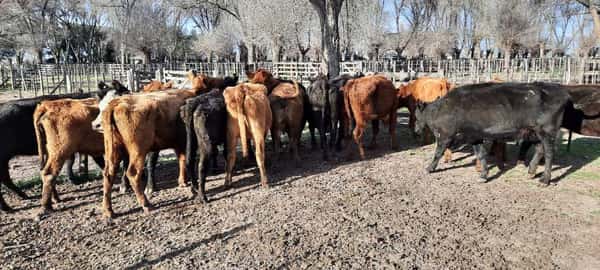 Lote 15 Vacas de invernar en Gral. Lamadrid, Buenos Aires