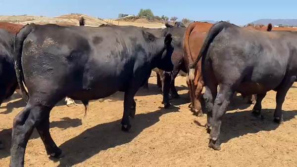 Lote 44 Novillo Gordo en Casablanca, V  Región Valparaíso