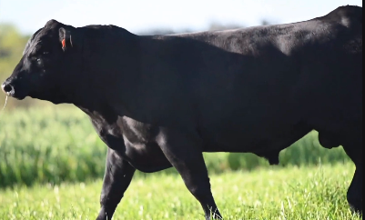 Lote Toro Angus