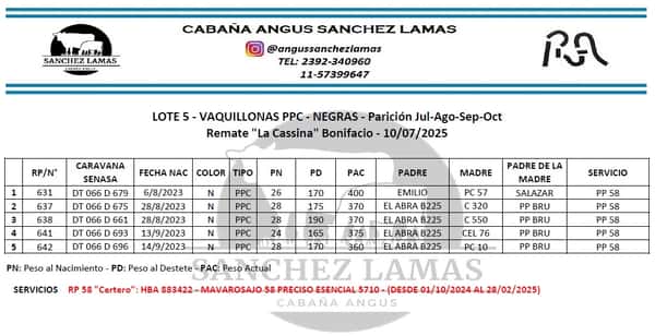 Lote VAQUILLONAS PPC NEGRAS
