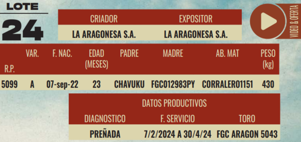 Lote LOTE 24-HEMBRAS DE CAMPO