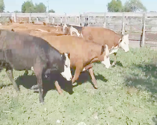 Lote 100 Novillitos y vaquillonas en Villaguay, Entre Ríos