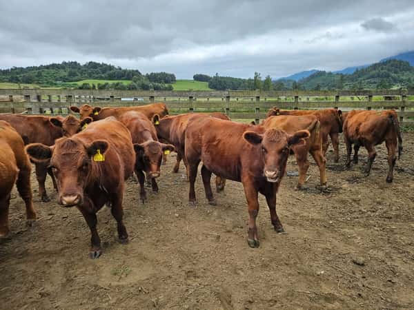 Lote 60 Vaquilla Engorda en Futrono, XIV Región Los Ríos