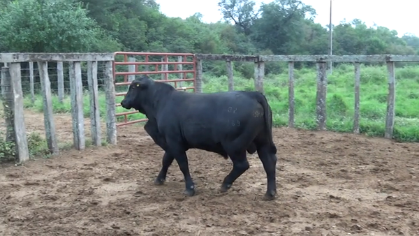 Lote TORO - BRANGUS NEGRO