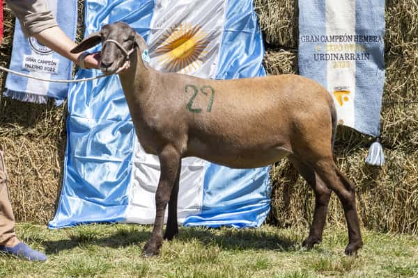 Lote SANTA INES P.P.