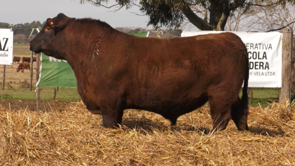 Lote TOROS PUROS POR CRUZA