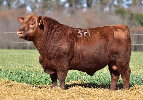 ClicRural - TORO ANGUS PC