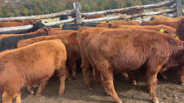 Lote 25 Ternero en Coyhaique, XI Región Aysén