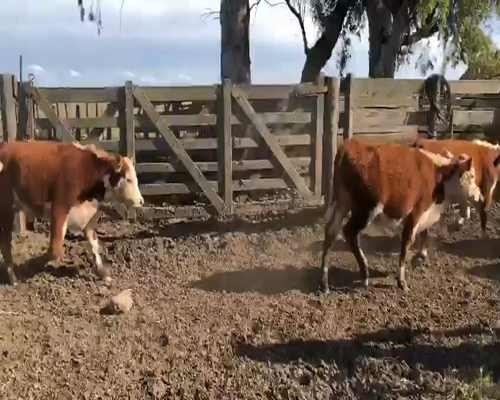 Lote Terneros/as Polled Hereford y Hereford en Olavarria, PBA.-