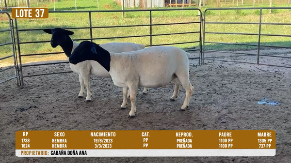 Lote LOTE 37 - DESTACADO