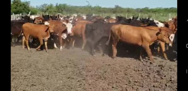 Lote 70 Terneras en Villaguay, Entre Ríos