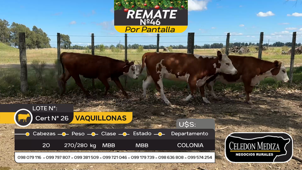 Lote 20 Vaquillonas  en Colonia