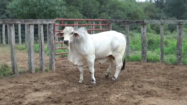 Lote TORO - BRAHMAN