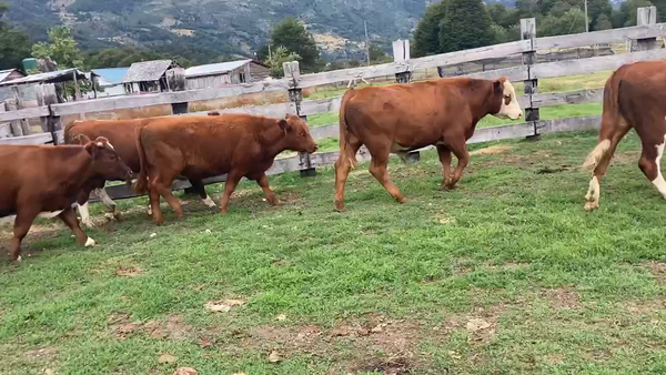 Lote 25 Novillo Engorda en Chile Chico, XI Región Aysén