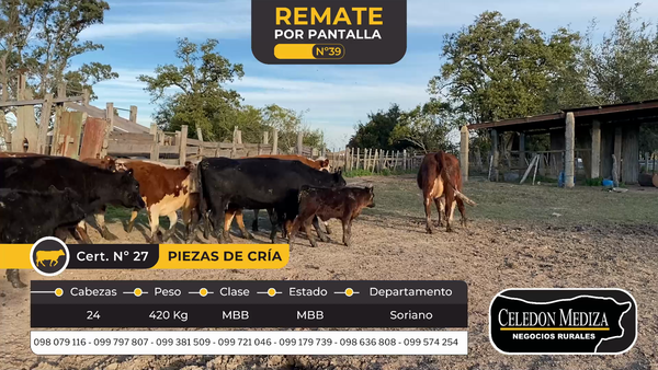 Lote 22 Piezas de cría en Soriano