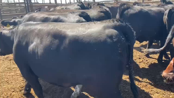 Lote 20 Vaquilla Gorda en Casablanca, V  Región Valparaíso