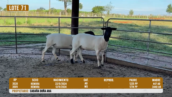 Lote LOTE 71