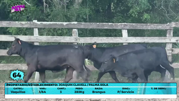 Lote LOTE 64