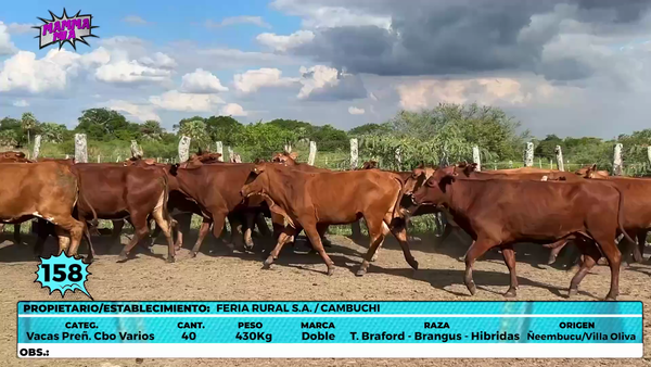 Lote LOTE 158