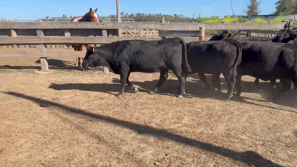 Lote 30 Vaquillonas preñadas en Sauce, Canelones