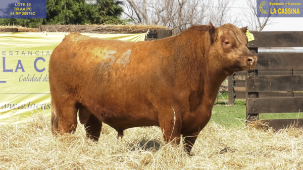 Lote TOROS ANGUS PURO CONTROLADO