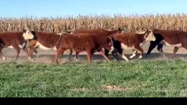 Lote 85 Terneras