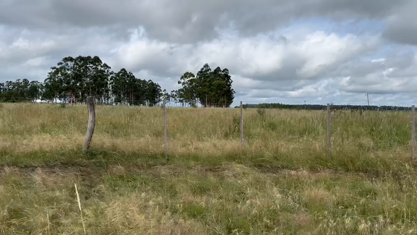 Lote 100 Novillitos