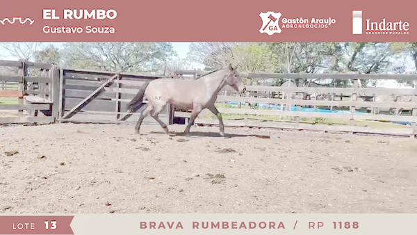 Lote BRAVA RUMBEADORA